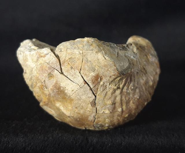 Araxilevis intermedius ABICH 1878 - Bild &copy; FossNet FossilienStore